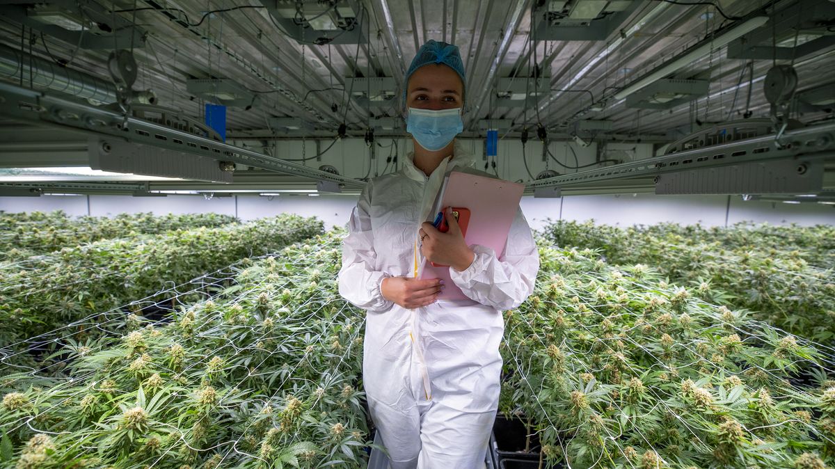 Konopná příručka. Evropská agentura píše manuál, jak legalizovat marihuanu